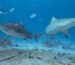 Bull Shark Diving Playa del Carmen