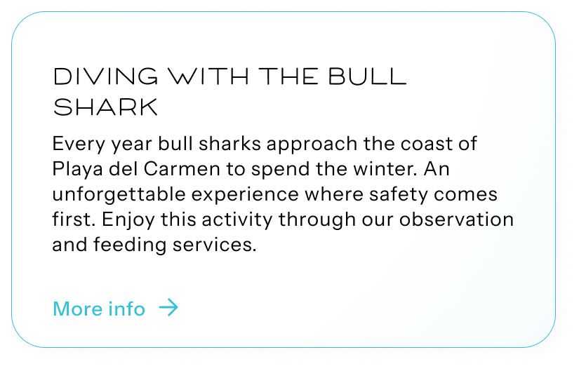 Fun Dives with the Bull Shark Observation