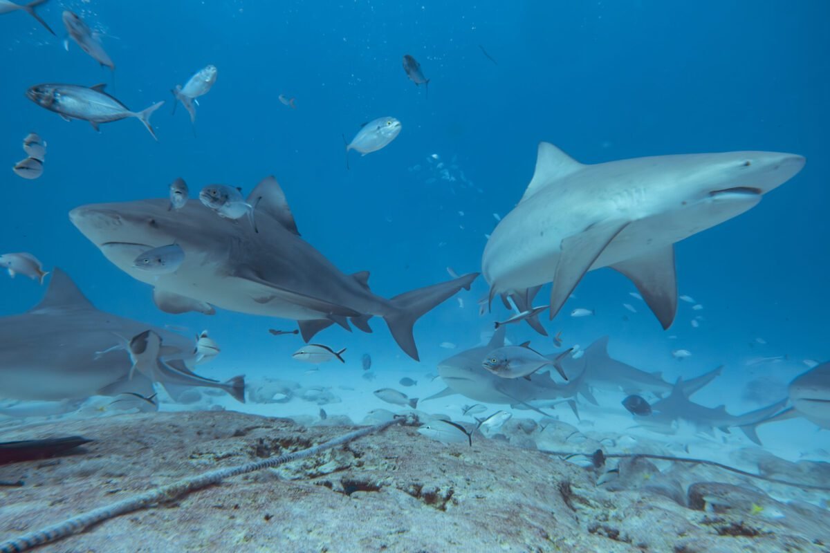 Bull Shark Diving in Playa del Carmen - República Diving