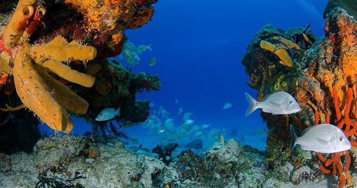 un Dives en Cozumel (desde Cozumel)