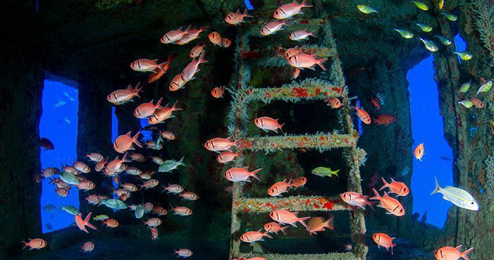 Fun Dives en Puerto Morelos