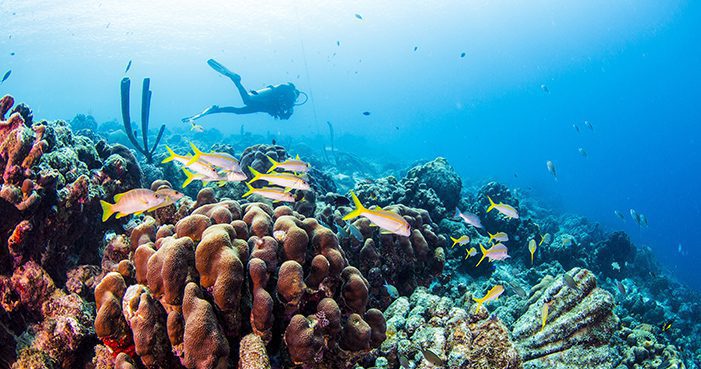 Fun Dives en Playa del Carmen
