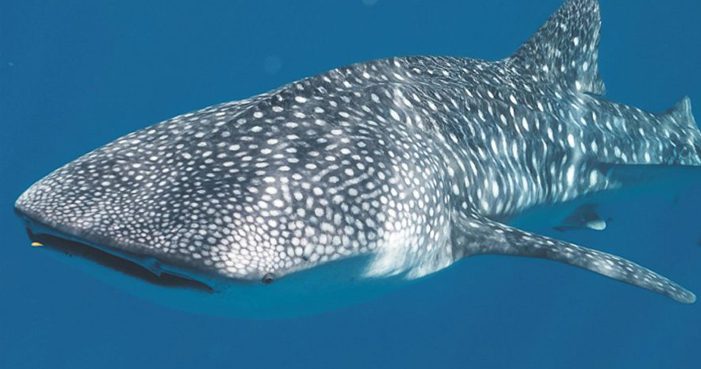 Snorkel Tiburón Ballena