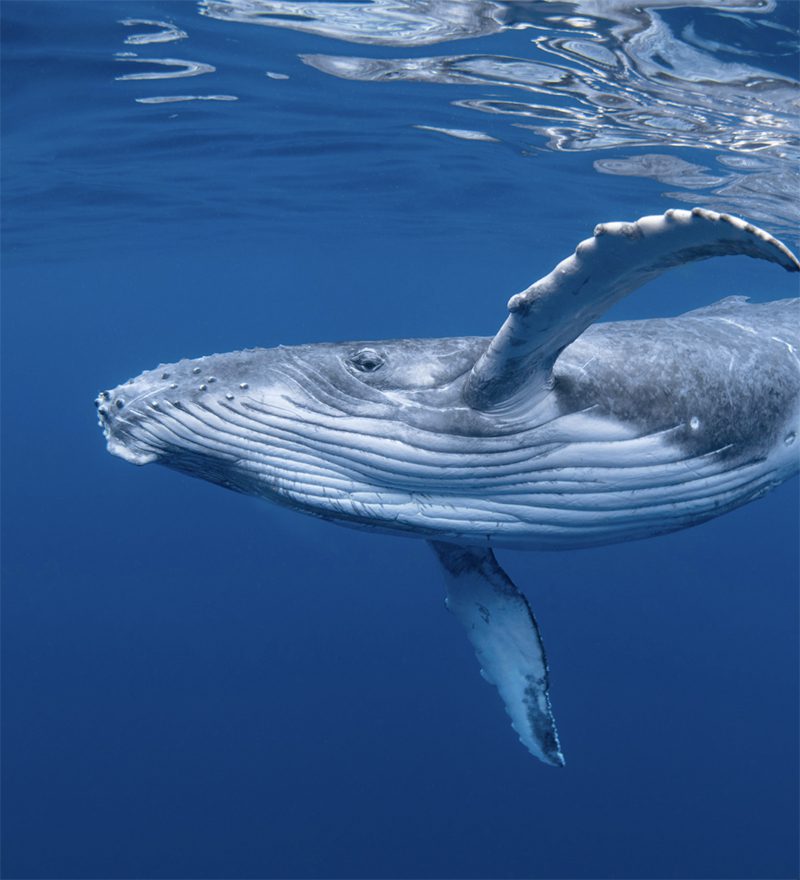 Seafari Ballenas en Baja California Sur