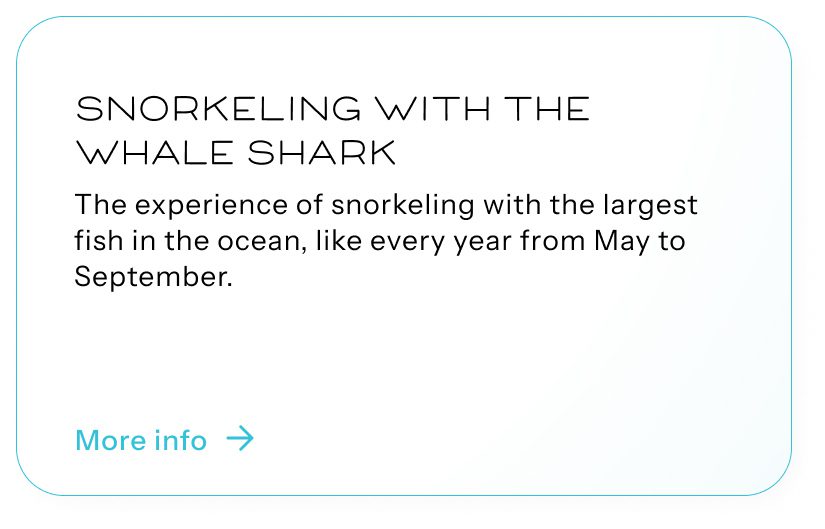 Snorkeling with the Whale Shark